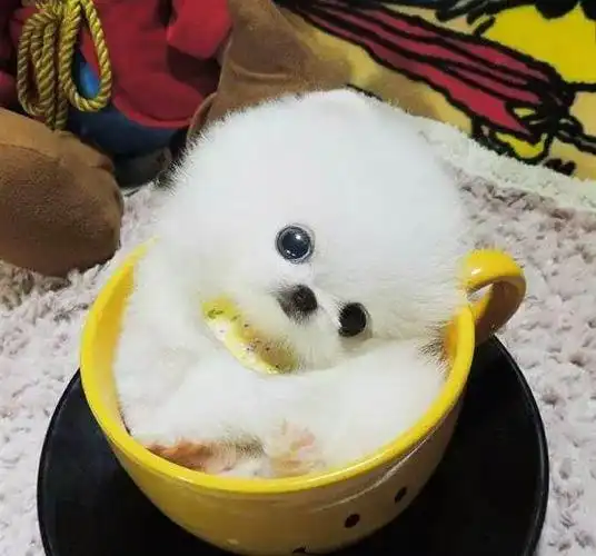 茶杯狗狗多少钱一只博美,一只茶杯犬最便宜价格