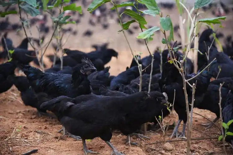 额尔古纳散养五黑鸡吃什么饲料长得快珍珠鸡养殖场