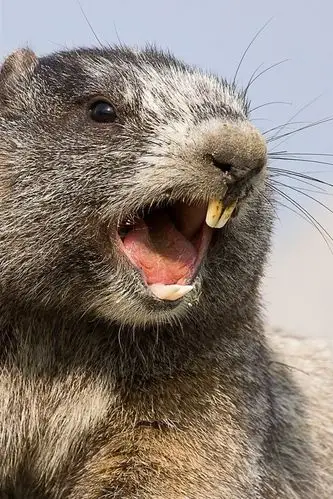 土拨鼠,啮齿动物,牙齿 750x1334 iphone 8/7/6/6s 壁纸,图片,背景