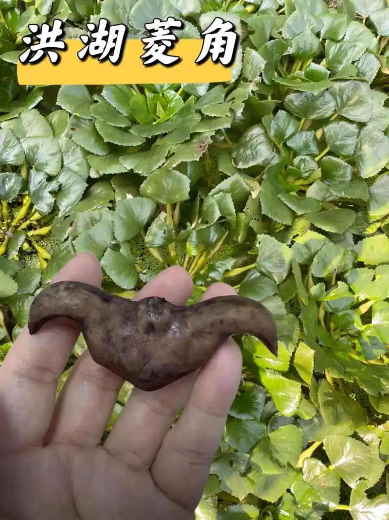 新鲜现摘软糯香甜天然美食洪湖菱角