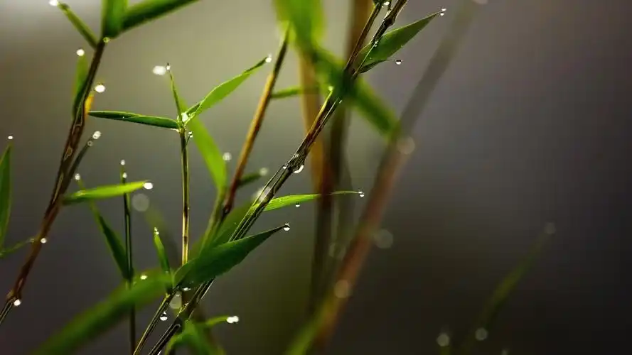 纯净的露珠水滴高清桌面壁纸