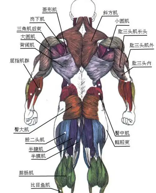 人体菱形肌解剖示意图-人体解剖图,_医学图库