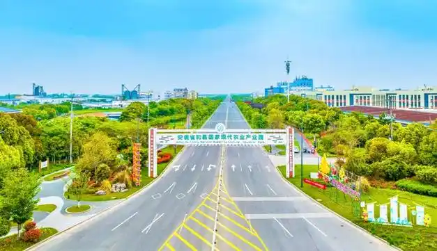 观察 | 和县蔬菜崛起之路