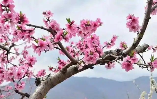 比《三生三世》里还要美的桃花林,就在深圳!