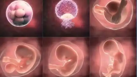 140周胎儿发育高清视频看完更觉孕育生命的奇妙网友可爱无疑