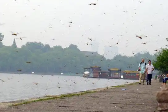 蜻蜓飞得低 出门带斗笠