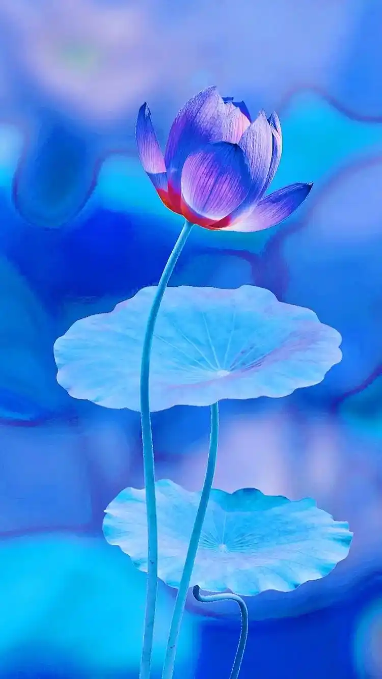 一方一净土,一笑一尘缘,一念一清净,心似莲花开!##抖音图文 - 抖音