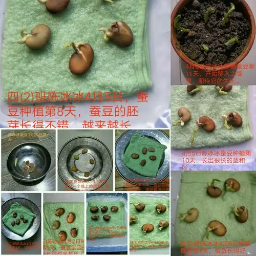 小蚕豆的大变身日记最新