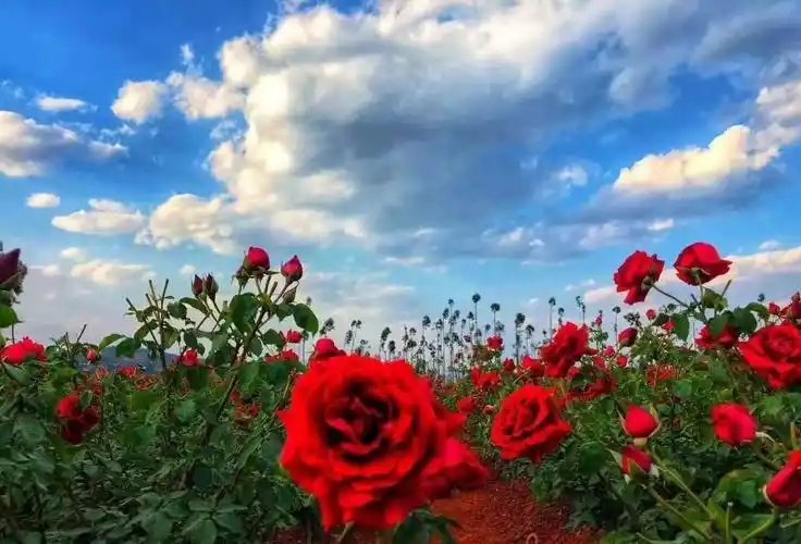 (漫山遍野的玫瑰花)sheacocoa玫瑰花细胞液选择的是法国墨红玫瑰,该花