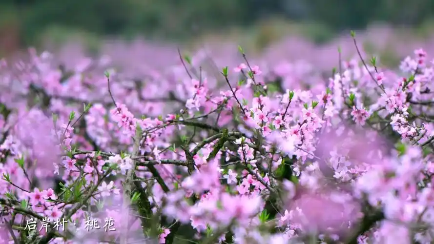 今天,天台山桃花节来了