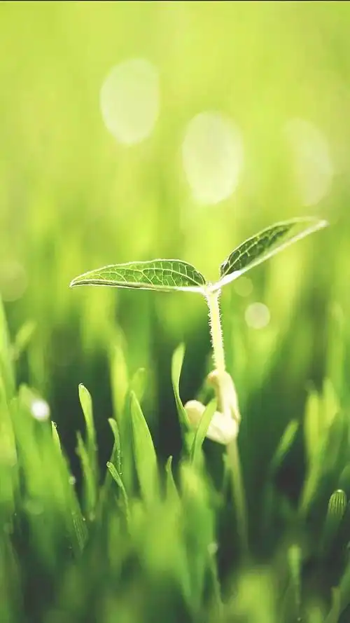 高清微信护眼图选1张当聊天背景图吧