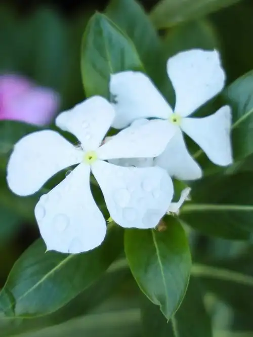 白长春花一方清新脱俗的美人