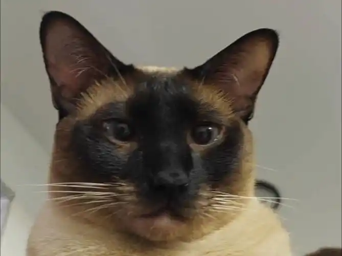 93暹罗猫大眼瞪小眼 05