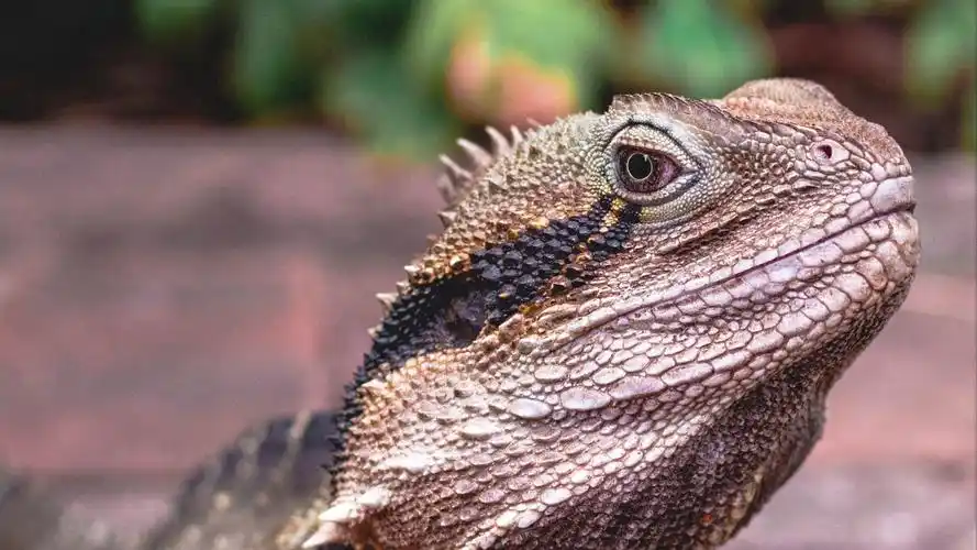 download 2560x1440 agama, lizard, reptile wallpaper, background