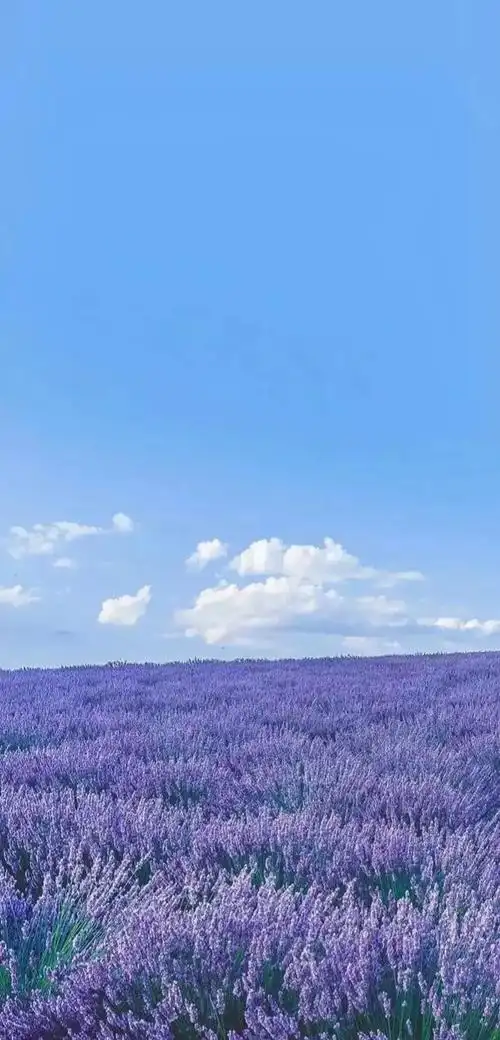 高清壁纸|植物花卉,治愈养眼,小清新唯美