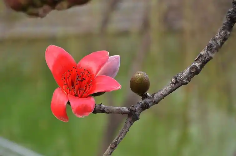 木棉花开