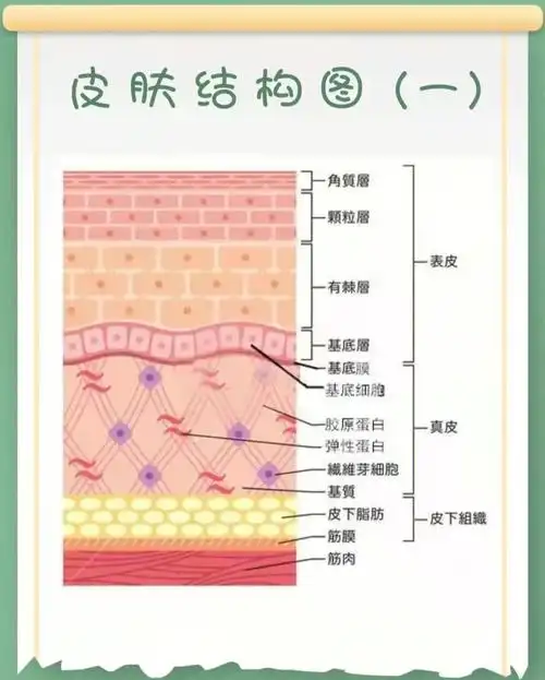 认识皮肤从结构开始290227╰╯022729