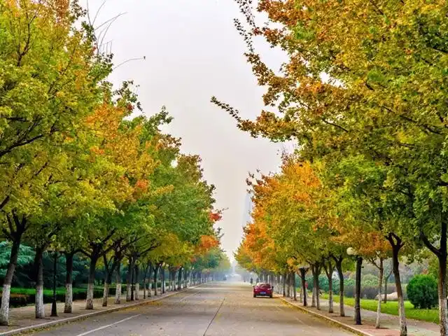 园林工程中行道树常用的树种(图1)