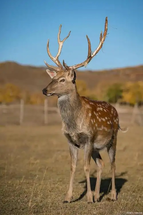 日本梅花鹿泛滥,数量高达400万只,为何日本毫无办法?