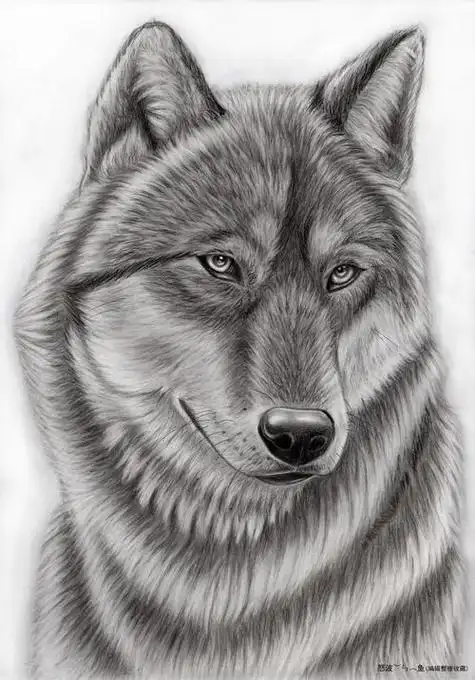 铅笔画素描画铅笔素描教程