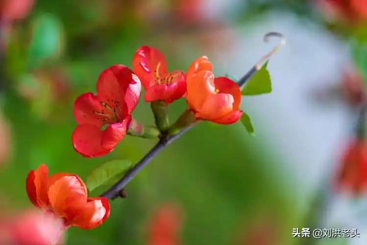 海棠是蔷薇科春季花卉中开得最晚的品种.