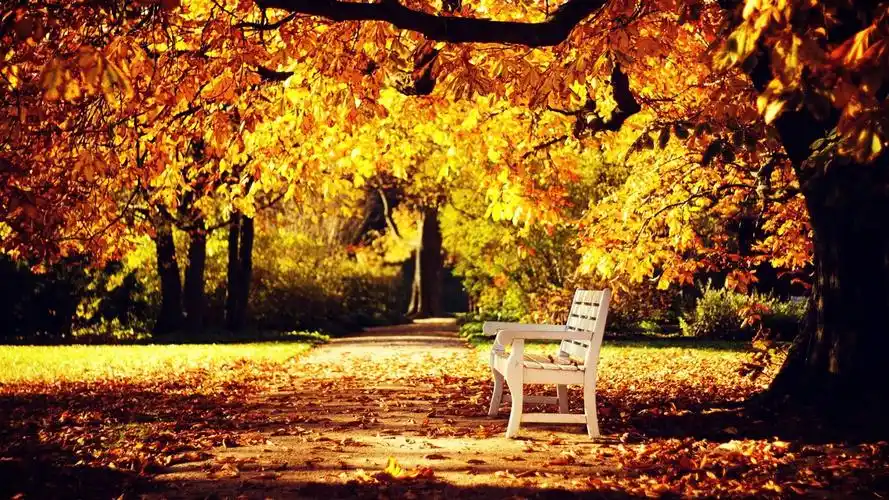 秋季枫叶林唯美高清桌面壁纸