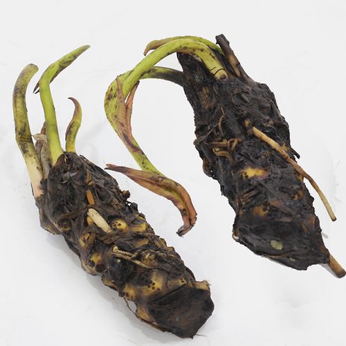 大睡莲根块碗莲荷花迷你小睡莲种苗水培植物大睡莲花根茎绿植带芽