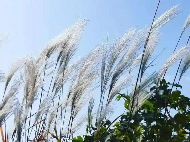 冬野茅花也诱人