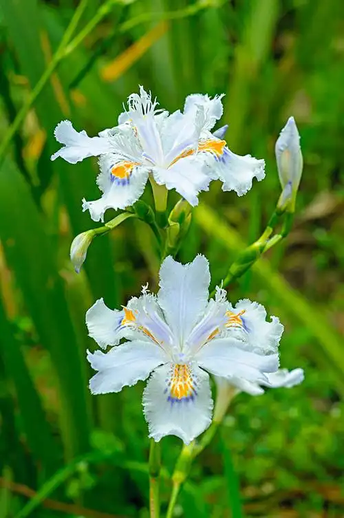 鸢尾花图片_图片大全