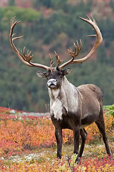 圣诞老人的坐骑冬日驯鹿品图