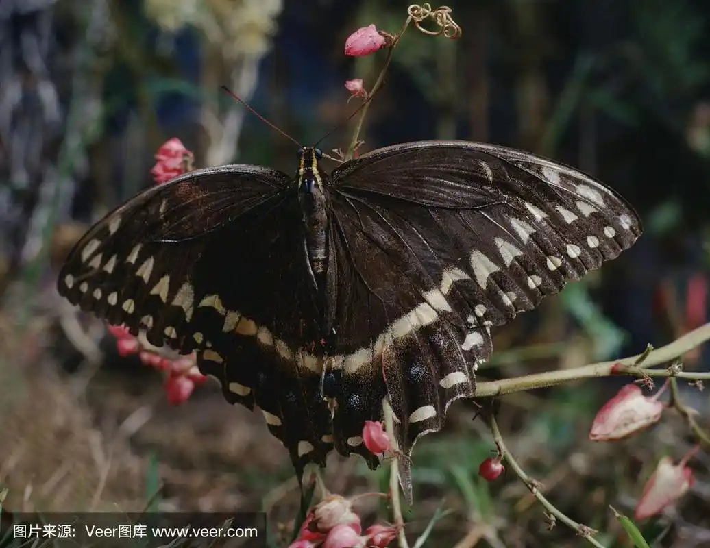 东方黑燕尾蝶(凤蝶)