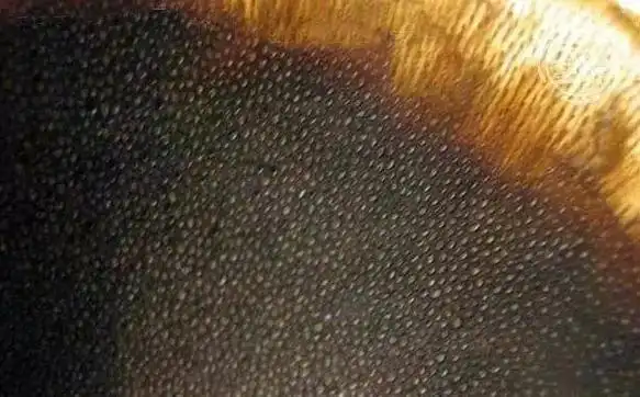 鉴别:真假犀牛角!看这篇就够了!