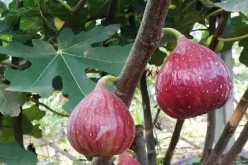 波姬红无花果苗简介  波姬红无花果树苗品种介绍