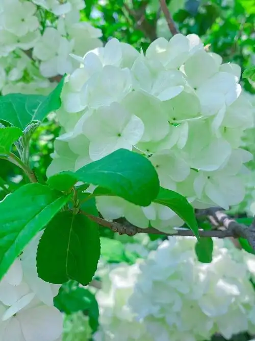 春日小清新阳光下的木绣球