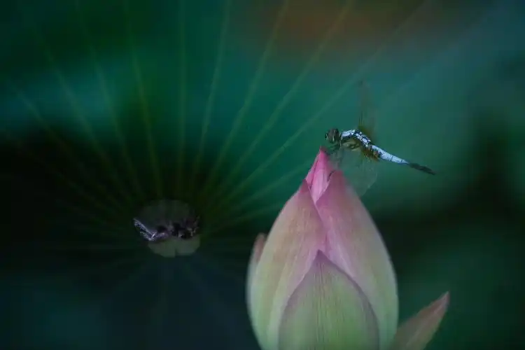 蜻蜓点水荷花开