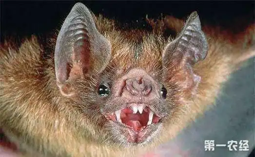蝙蝠的种类主要有哪些?蝙蝠种类图片大全