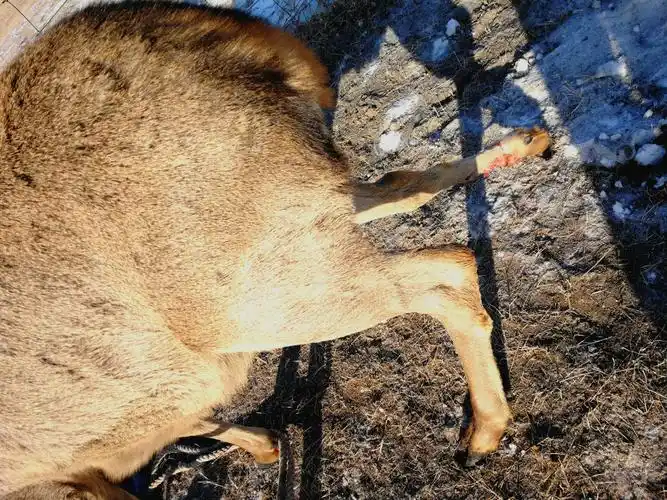 这是马鹿受伤的后腿后腿由于过长的时间挂在围栏上以冻伤了