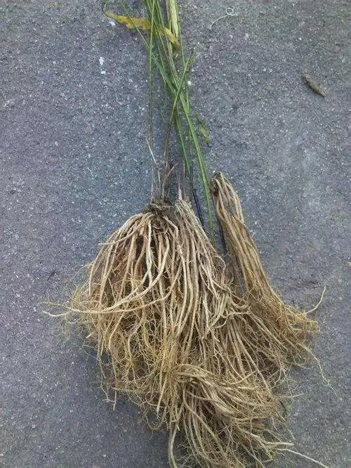 中药材徐长卿图片,被誉为土人参的徐长卿你认识吗 _ qq昵称大全