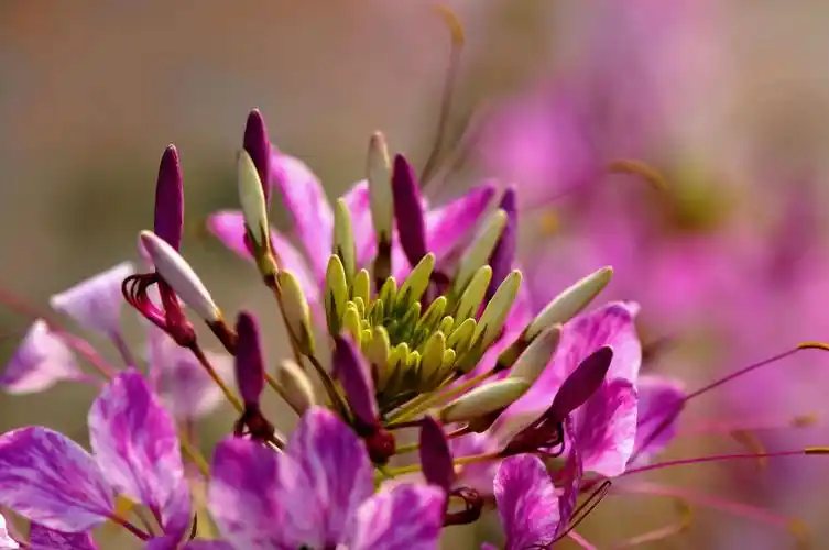 这是百鸟朝凤,草本花,去年种的,长得松散夸啦,今年淘汰了.