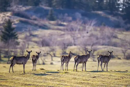 观望马鹿祝贺荣获首页动物精华