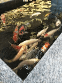 吧台上摆放着喜气的招财猫,带有日式特色的日本小摆件随处可见,日式