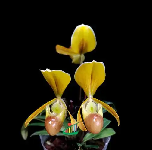兜兰绿缘兰花原生海伦巧花paph.helenae迷你型植株花卉
