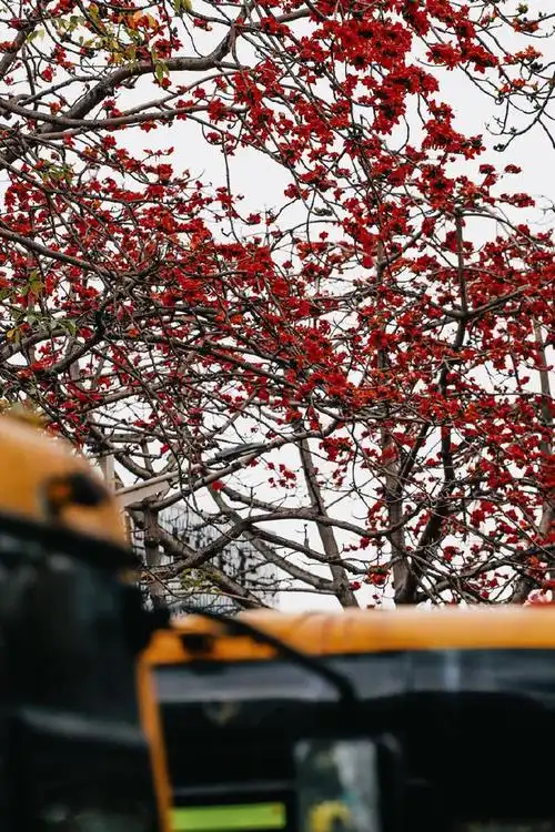 深圳image在深圳这个街头实现木棉花自由