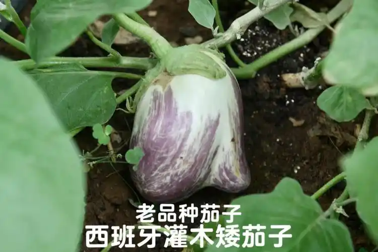 老品种茄子西班牙灌木矮茄子