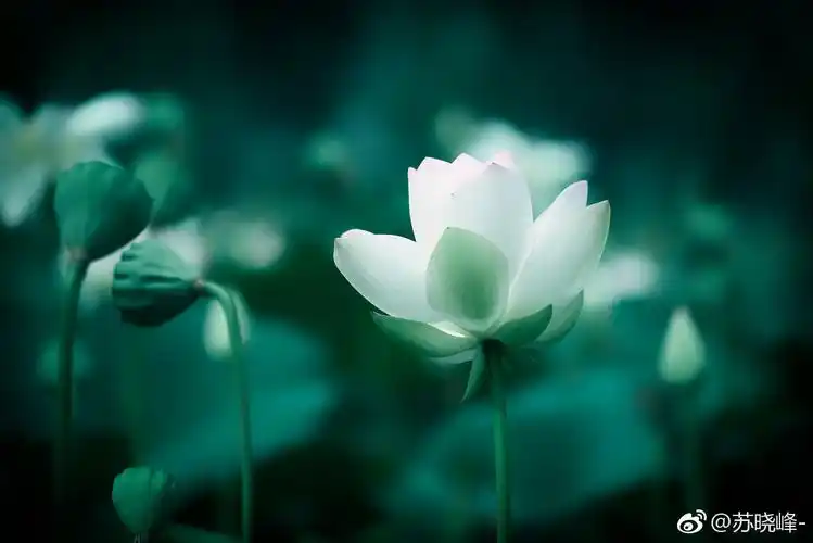 一组素雅的荷花