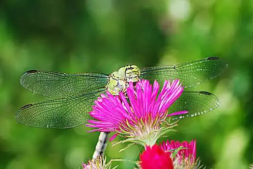 蜻蜓图片-蜻蜓图片大全-蜻蜓图片素材