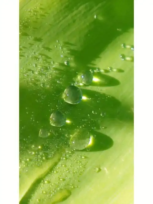 dew露水