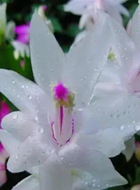 白玛丽白色蟹爪兰花卉植物室内花好养带花苞