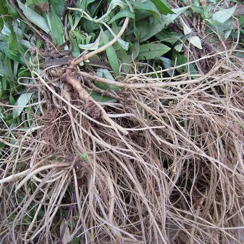 伟博云南材龙胆草 货 纯根 芦头小 苦胆草 山龙胆 500克【图片 价格