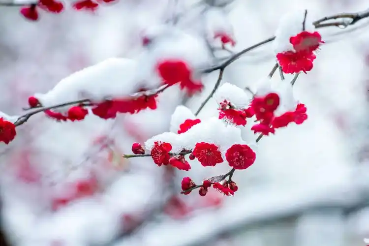 雪中红梅-亚东